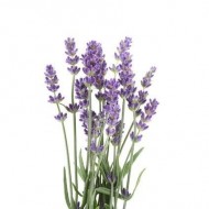 Lavendel 15g